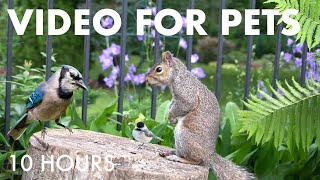 Cat TV for Pets to Watch 🐱 - 10 Hours of Backyard Chipmunks, Birds and Squirrels - Oct 01, 2025