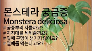몬스테라(Monstera deliciosa)궁금증(잎에 구멍이 생기지 않는 이유, 공중뿌리는 자를까? 등) …