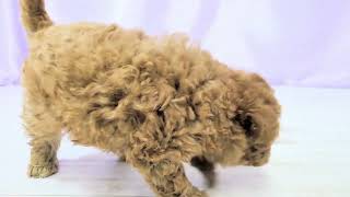 トイプードルの動画01