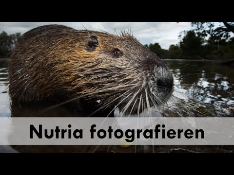 Erlenzeisige und Nutrias fotografieren