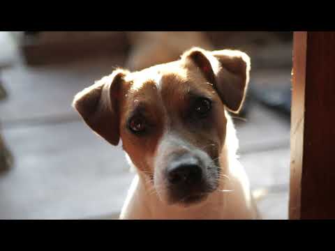 Dogs-lover-#animals #dogs #doglovers