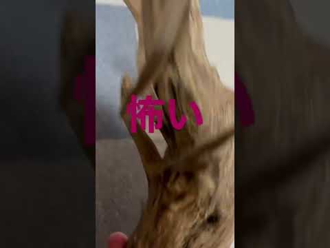 枯れ木の切り株を使用して、ロックガーデンを飾ります