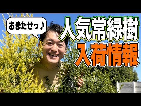 常緑樹のプライバシー スクリーン ツリーを選ぶ理由は何ですか?あなたの屋外スペースにどれを選ぶべきですか？  庭園