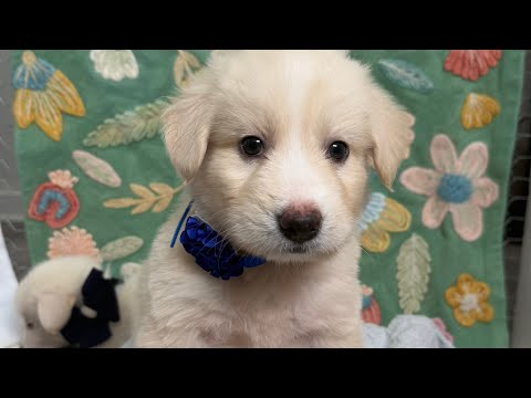Dog for adoption - Milo Jensen, a Labrador Retriever &amp; Great Pyrenees Mix in Nashville, TN ...