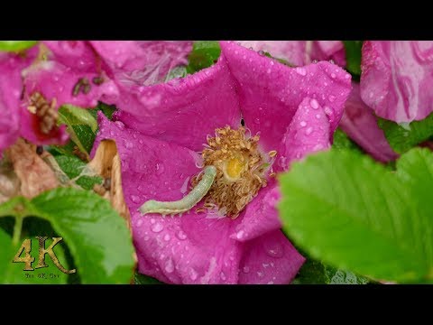 One hour macro 4K footage compilation of flowers, bugs and insects