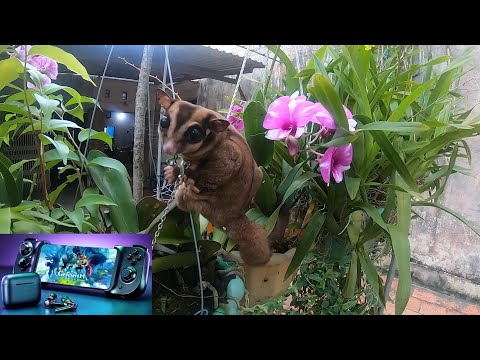 Squirrel Flying Australian Ben reviews Razer Hammerhead true wireless earbuds $129