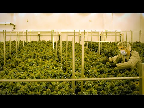 Welcome to Big Marijuana’s factory floor