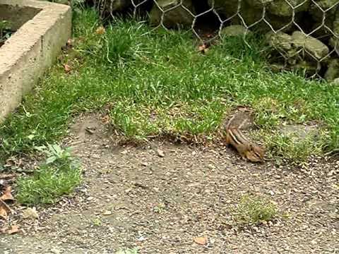 Chipmunk Courtship-9-25-2010