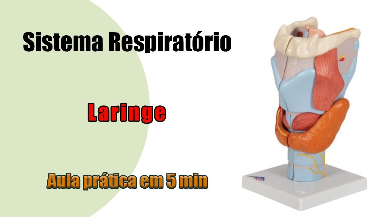 Anatomia Respiratória - Laringe - Aula Prática