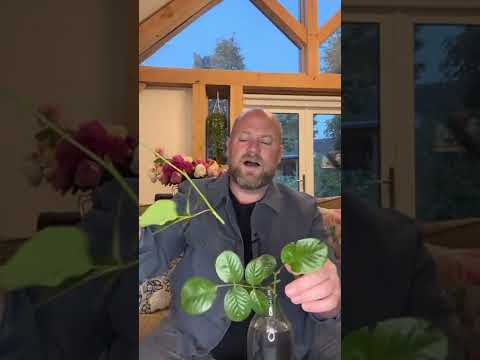 Personal review of rose “ Strawberry Hill￼” from @david_austin_roses #gardenerben ￼