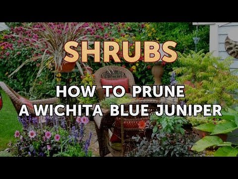 , title : 'How to Prune a Wichita Blue Juniper'