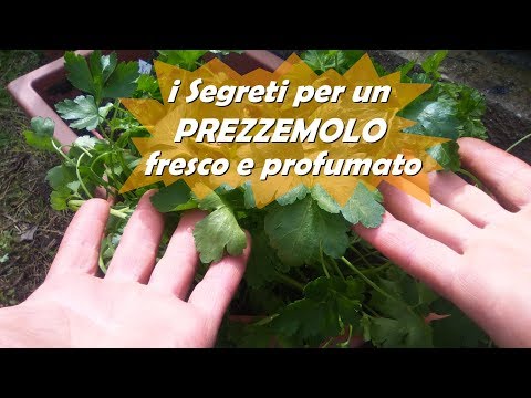 Che Prostamol treat Analisi di succo di una prostata che è