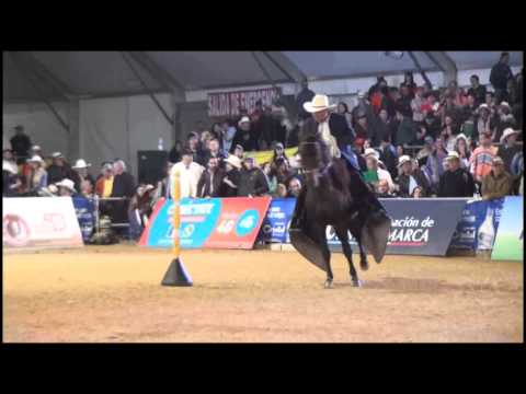 BARBA ROJA GRAN CAMPEON EXPOSICION EQUINA NACIONAL 2015.  RESERVADO ATRACTIVO DE LA PIRAMIDE FC