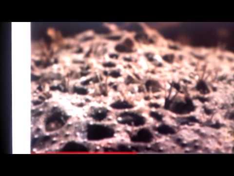 Mama frog is birth to babies coming out of her bac