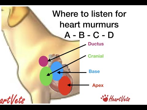 HeartVets HowTo do a Cardiac Auscultation