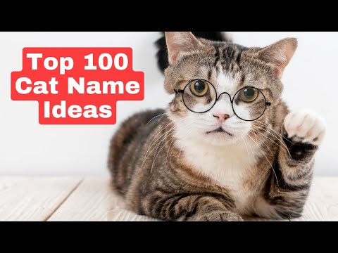 Top 100 Cat Names for 2022