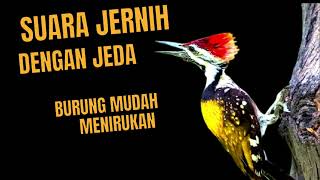 Download lagu Masteran pelatuk bawang 7 jam dengan jeda paling banyak di cari ❗❗ dengan terapi air mengalir mp3 Download lagu Masteran pelatuk bawang 7 jam dengan jeda paling banyak di cari ❗❗ dengan terapi air mengalir mp3