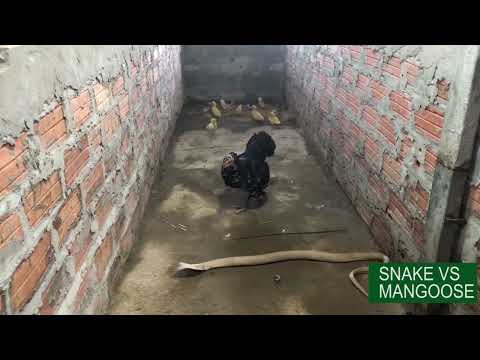 Amazing Mongoose Killed Big Black Mamba Snake; Kitchen Protects the Chicks from King Cobra