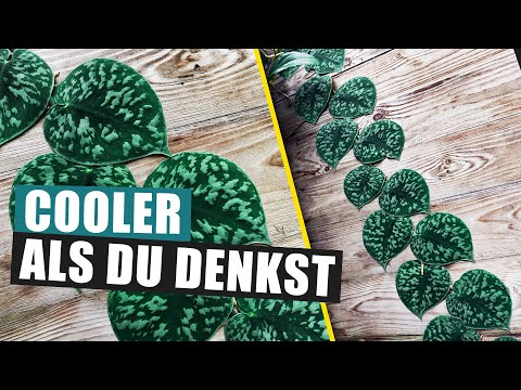 Scindapsus pictus 'Exotica' - Unterschätzte Ranke | Pflanzen Portrait