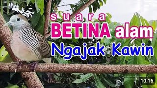 Download lagu SUARA KRISTAL JERNIH PERKUTUT BETINA GACOR BIRAHI MEMANGGIL JANTAN AGAR BUNYI MANGGUNG mp3 Download lagu SUARA KRISTAL JERNIH PERKUTUT BETINA GACOR BIRAHI MEMANGGIL JANTAN AGAR BUNYI MANGGUNG mp3