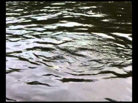 Näätämö 2012, taimen tarttuu pieneen harjukseen.