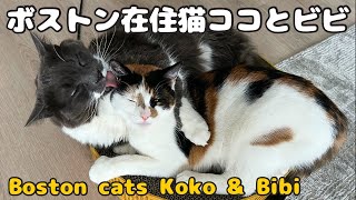 ボストン在住猫ココとビビ【Boston cats Koko & Bibi】