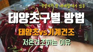 고추농사 태양초구별방법 고추저온건조하는이유 고추건조온도 반태양초 태양초 건고추고추 고추건조기