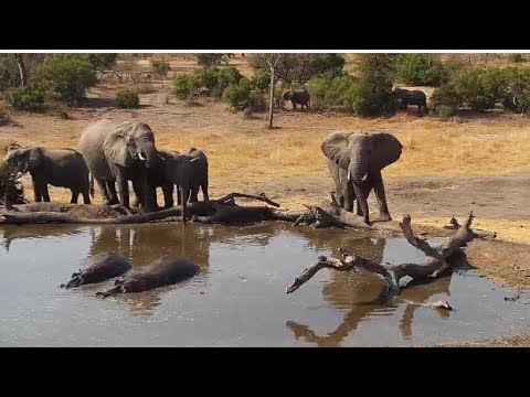 Djuma: Elephants make their way to the pan for a drink - 14:22 - 08/28/19
