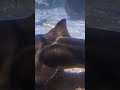 Group Of Japanese Bullhead Sharks Sharks Japanese Sharktank Shark Sharkfamily