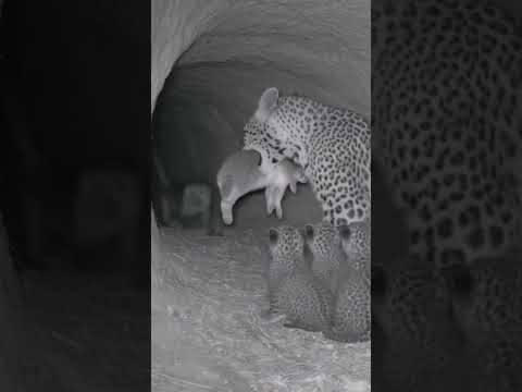 After the Rescue.... monkey and leopard with rabbit friends #animalvideo #animals #AnimalRescue