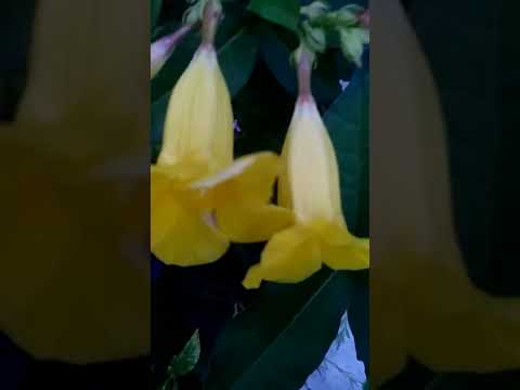 || Flower || #Shorts #Pratima