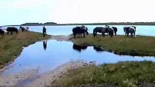 preview picture of video 'Læsø - Riding holiday on icelandic horses'