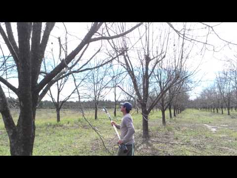 Poda en Nogales / Pecanes - Tijeras Neumaticas - Agroimport Argentina