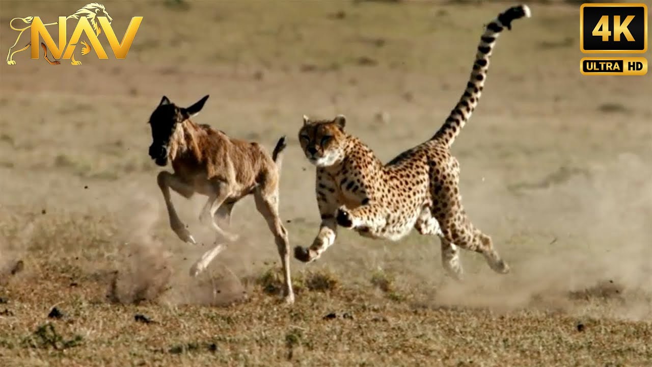 Wild Africa: Battleground of the Fiercest Survivors | Wild Animal Documentary