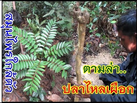 การรักษา XTRAC ของโรคสะเก็ดเงิน ฉันมีโรคเอดส์และโรคสะเก็ดเงิน