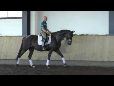 Stute von Don Index 2013