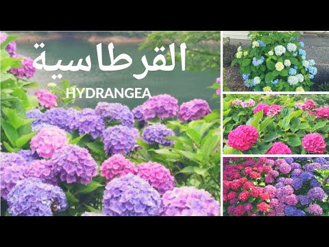 , title : 'القرطاسيا، رابع أجمل زهرة في العالم، كل ما تحتاج معرفته عن نبتة القرطاسيا Hydrangea, hortensia'