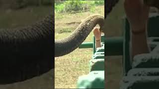 Elephant Camp By PM Modi |Bandipur Tiger reserve Karnataka