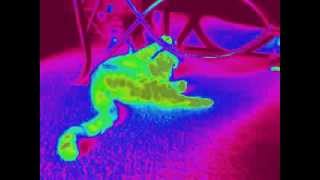 cat and dog helpless?