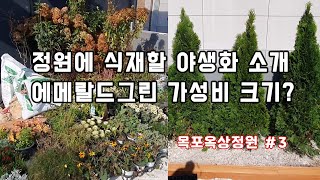 야생화 40여종 소개와 에메랄드그린 가성비 좋은 크기는??? /조경/정원/