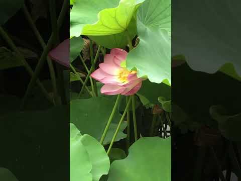 池の池のプールの雨の庭の周りにどの花が咲くか