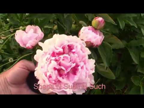 download lagu mp3 mp4 Peony Farm Nc, download lagu Peony Farm Nc gratis, unduh video klip Peony Farm Nc