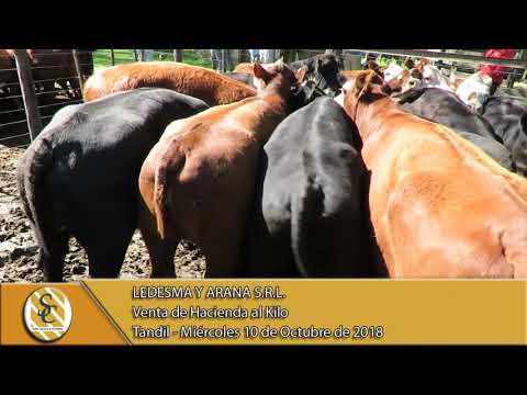 10-10-18 Venta de Gordo - Ledesma y Arana S.R.L. - Tandil