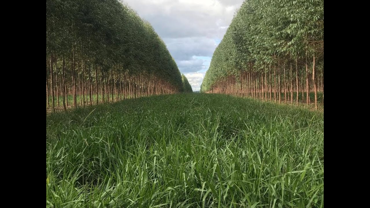 SILVIPASTORIL: Pecuária + Floresta