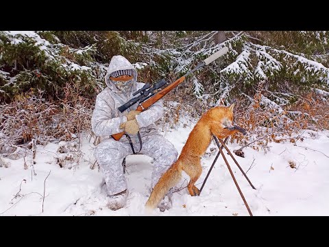 НОЧНАЯ ОХОТА НА ЛИСУ У ПРИВАДЫ / КАРАБИН ЛОСЬ 145 С ЦИФРОВЫМ ПРИЦЕЛОМ / ОХОТА С ТЕПЛОВИЗОРОМ.