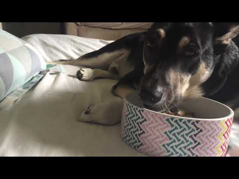 This is how I eat my food 🐶