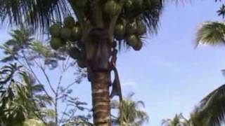 preview picture of video 'Dazzling death defying daredevil Dudong's deft kicking craftily collects Kibungsod coconuts'