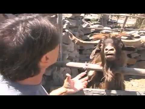 Man argues with spitting goat