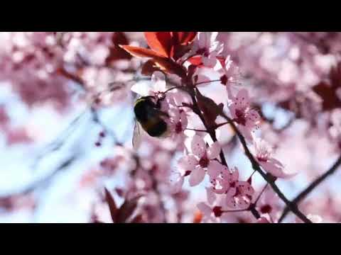 Buzzin' for You (1.0)