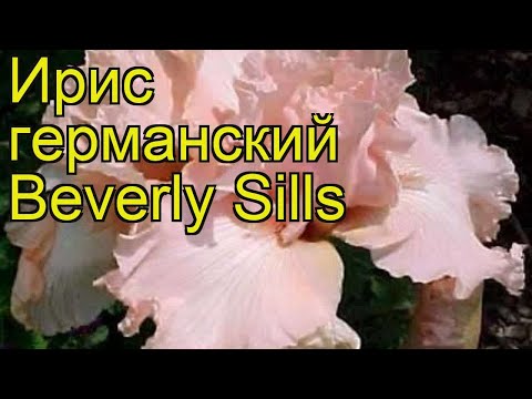 download lagu mp3 mp4 Beverly Sills Bearded Iris, download lagu Beverly Sills Bearded Iris gratis, unduh video klip Beverly Sills Bearded Iris